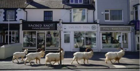 5 wildlife benefits from covid