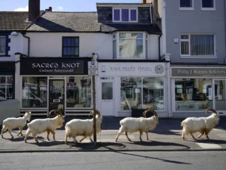 5 wildlife benefits from covid