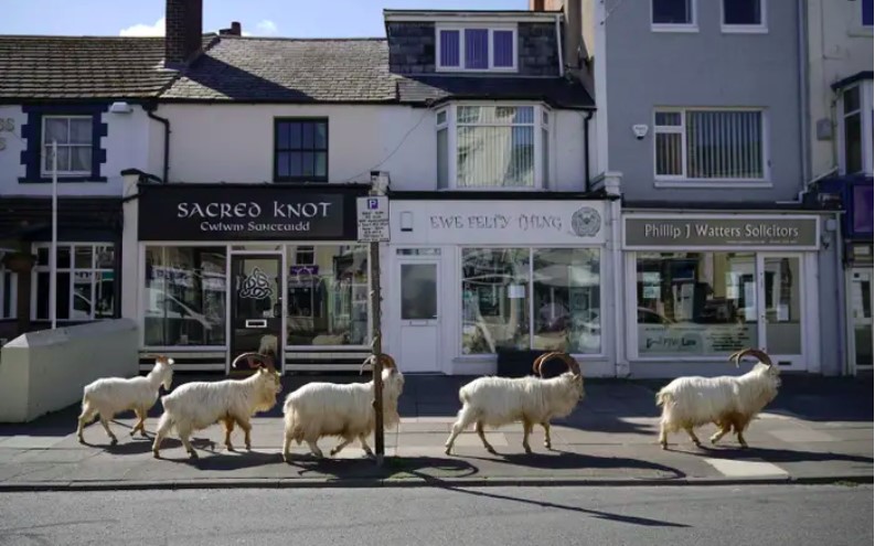 5 wildlife benefits from covid