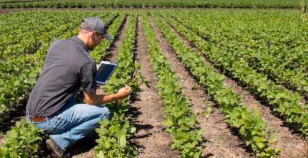 Agronomist Using a Tablet in an Agricultural Field