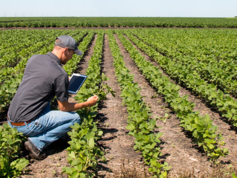 Agronomist Using a Tablet in an Agricultural Field