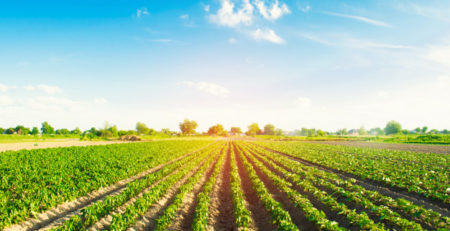Vegetable rows of peppers on a farm with agriculture