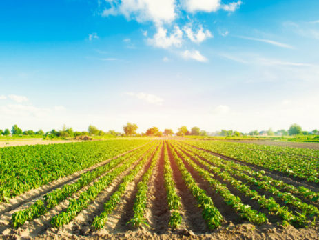 Vegetable rows of peppers on a farm with agriculture