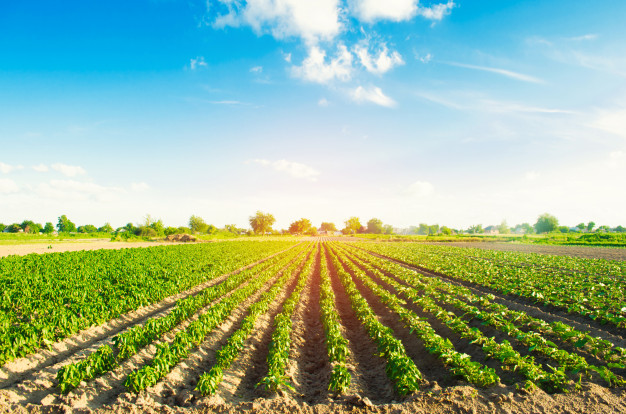 Vegetable rows of peppers on a farm with agriculture