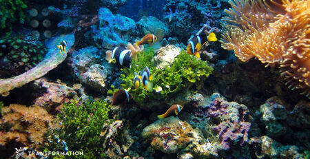 Ocean Wealth at Risk | Sustainable Investing | Transformation LLC