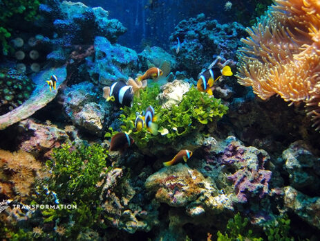 Ocean Wealth at Risk | Sustainable Investing | Transformation LLC