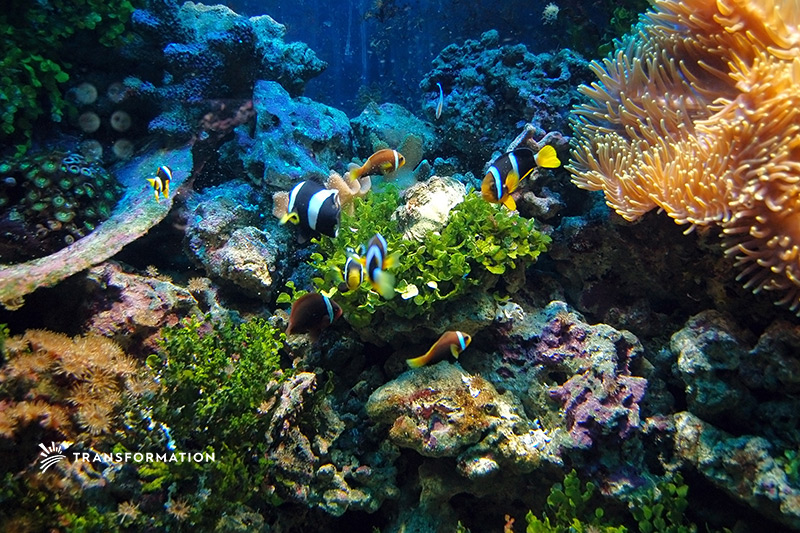 Ocean Wealth at Risk | Sustainable Investing | Transformation LLC