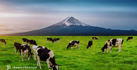 Future of Animal Agriculture | TransformationHolding.com