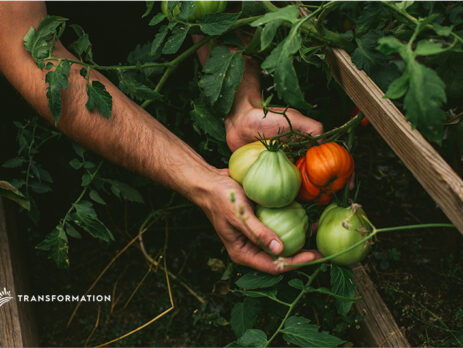 colored tomatoes: agricultural biodiversity concept