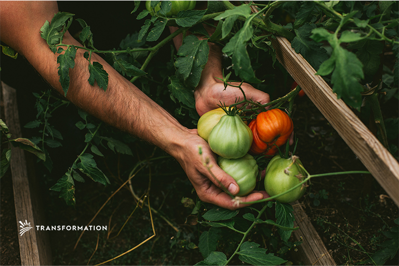 colored tomatoes: agricultural biodiversity concept