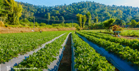strawberry field: regenerative agriculture concept