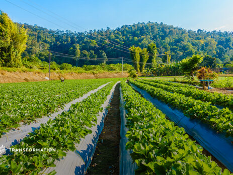 strawberry field: regenerative agriculture concept