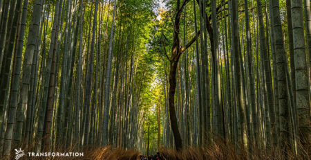 bamboo production in japan