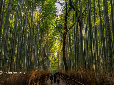 bamboo production in japan
