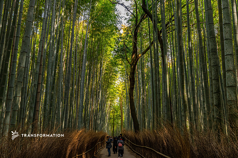 bamboo production in japan