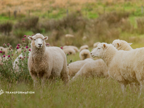 sheep are an example of managed grazing: regenerative agriculture
