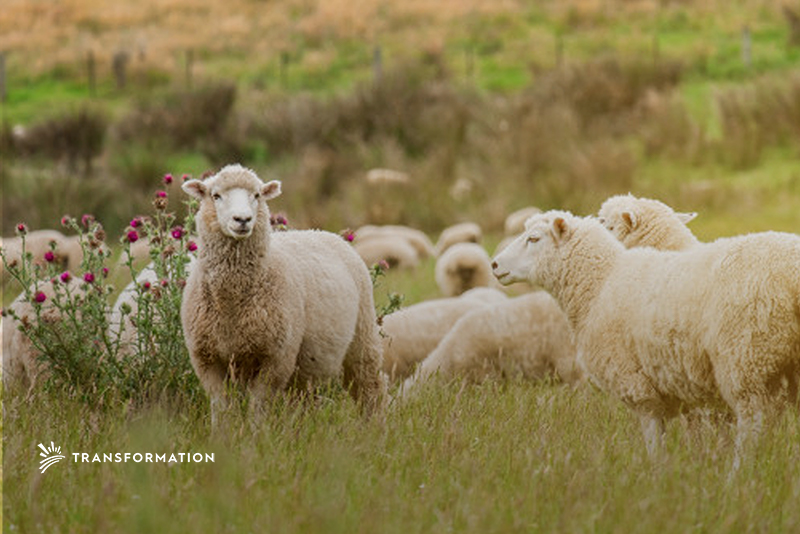sheep are an example of managed grazing: regenerative agriculture