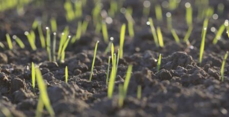 healthy soil