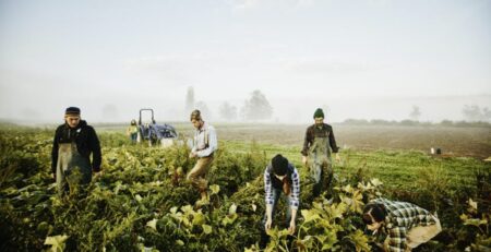 Farmers harvesting organic squash in field