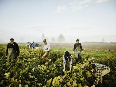 Farmers harvesting organic squash in field