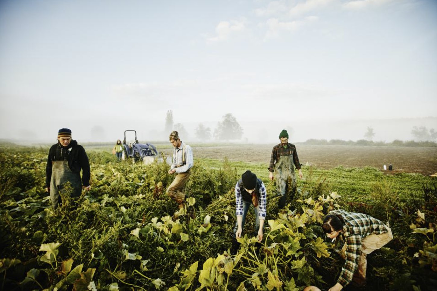 Farmers harvesting organic squash in field