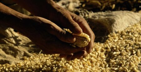 Hands breaking kernels off corn, close-up