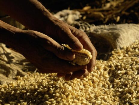 Hands breaking kernels off corn, close-up