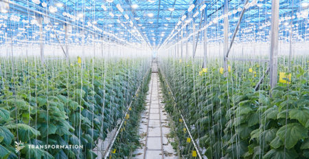 agriculture garden