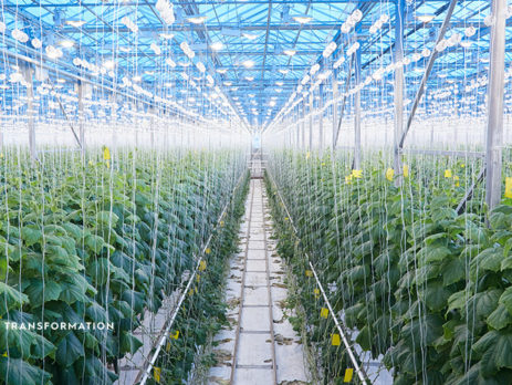 agriculture garden