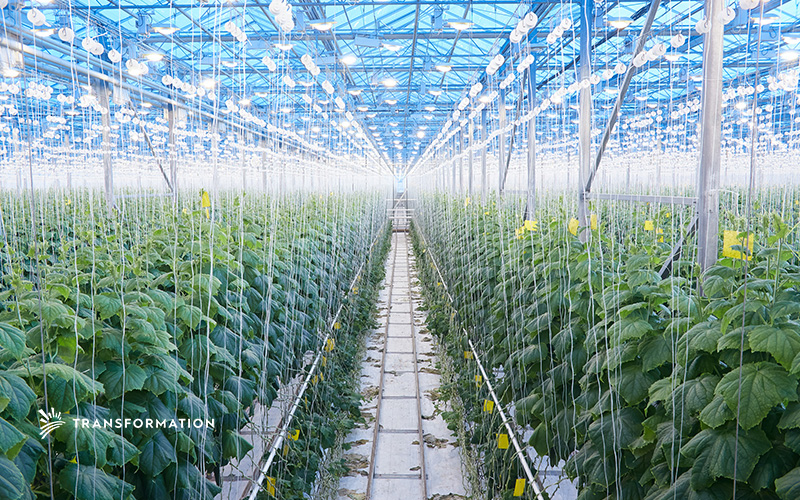agriculture garden