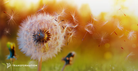 dandelion in the sun