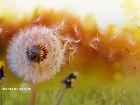 dandelion in the sun
