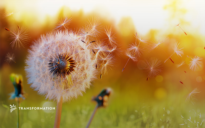 dandelion in the sun