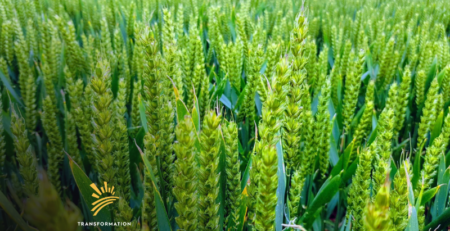 improved farming production