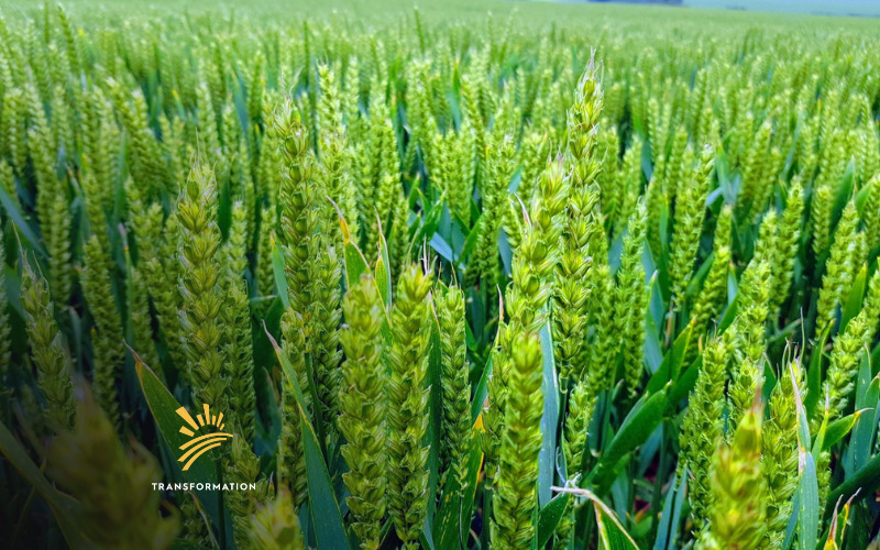 improved farming production