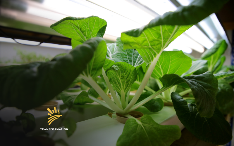 plant growing indoors
