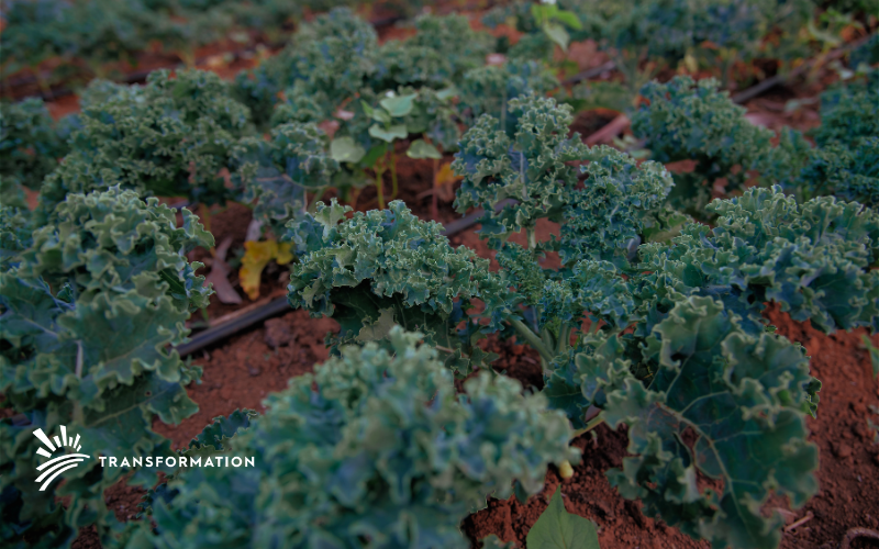 organic farming