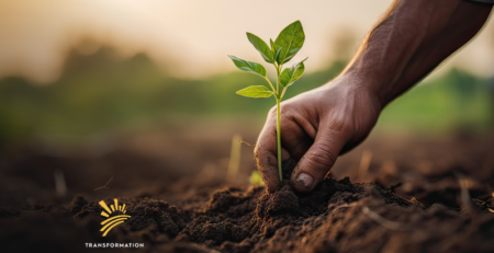 farmer's hand planting seedlings