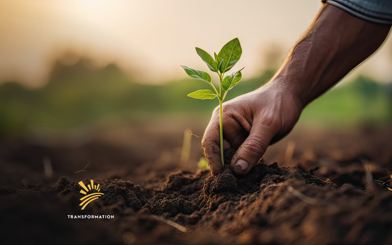 farmer’s hand planting seedlings farmer's hand planting seedlings