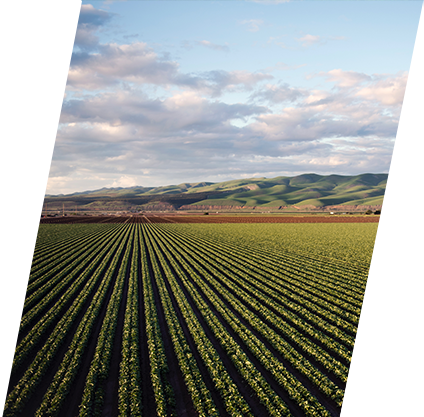 sustainable agriculture